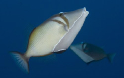 Hawaiian triggerfish by Andy Lerner 